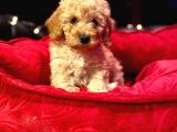 Orji̇nal Toy Poodle Yavrulari̇