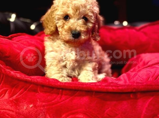 Orji̇nal Toy Poodle Yavrulari̇ görsel