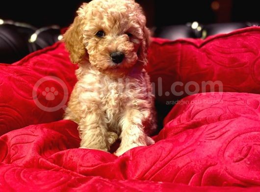 Orji̇nal Toy Poodle Yavrulari̇ görsel