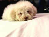 A Kali̇te Mi̇ni̇ Boy Malti̇poo Yavrular