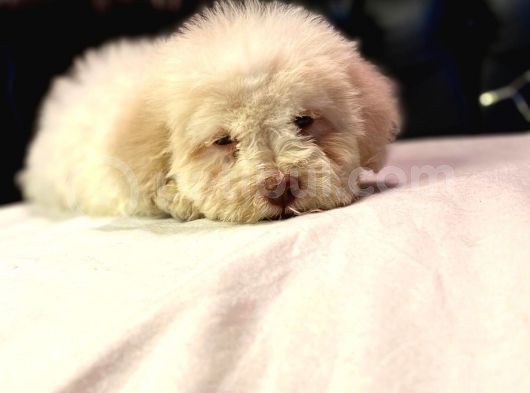 A Kali̇te Mi̇ni̇ Boy Malti̇poo Yavrular görsel