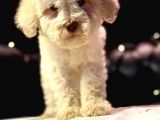 A Kali̇te Mi̇ni̇ Boy Malti̇poo Yavrular