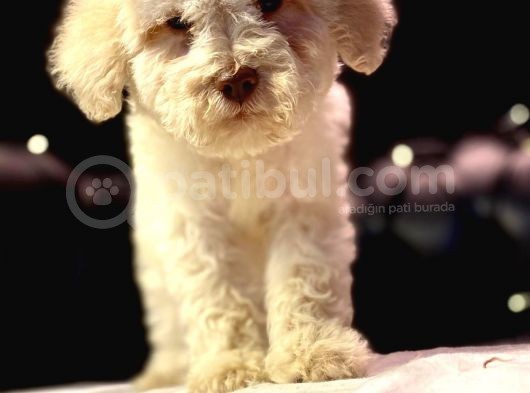 A Kali̇te Mi̇ni̇ Boy Malti̇poo Yavrular görsel