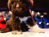 A Kali̇te Çi̇kolata Poodle Yavrular