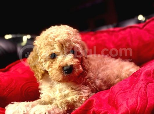 Orji̇nal Toy Poodle Yavrulari̇ görsel