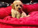 Orji̇nal Toy Poodle Yavrulari̇
