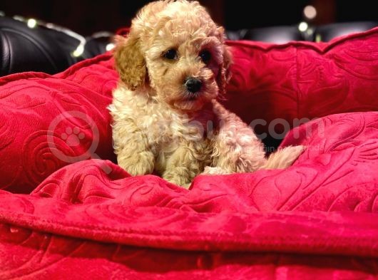 Orji̇nal Toy Poodle Yavrulari̇ görsel