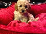 Orji̇nal Toy Poodle Yavrulari̇