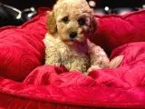 ORJİNAL TOY POODLE YAVRULARİ