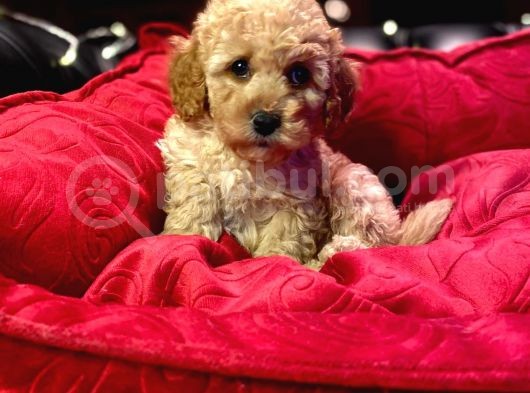 Orji̇nal Toy Poodle Yavrulari̇ görsel