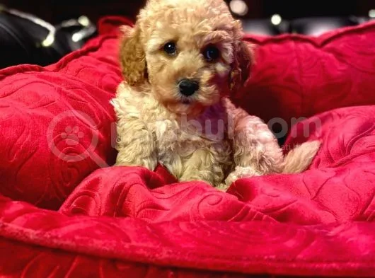 Orji̇nal Toy Poodle Yavrulari̇