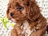 Cavapoo Yavrularımız
