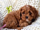 Cavapoo Yavrularımız