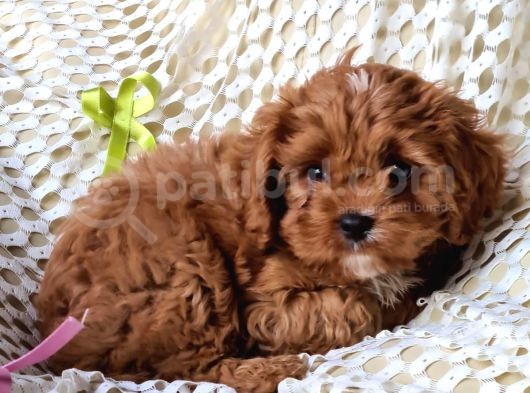 Cavapoo Yavrularımız görsel
