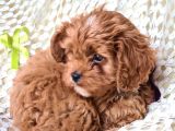 Cavapoo Yavrularımız