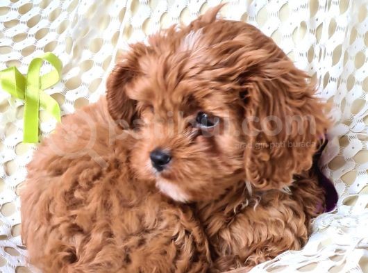 Cavapoo Yavrularımız görsel