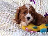 Cavapoo Yavrularımız