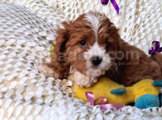Cavapoo Yavrularımız görsel