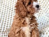 Cavapoo Yavrularımız