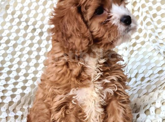 Cavapoo Yavrularımız görsel