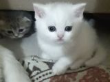 Anne British Shorthair 1.5 Yaşında