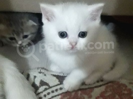 Anne British Shorthair 1.5 Yaşında görsel