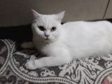 Anne British Shorthair 1.5 Yaşında