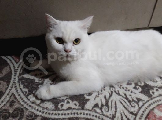 Anne British Shorthair 1.5 Yaşında görsel