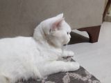 Anne British Shorthair 1.5 Yaşında