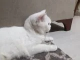 Anne British Shorthair 1.5 Yaşında