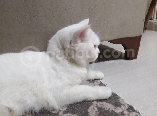 Anne British Shorthair 1.5 Yaşında görsel
