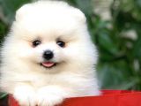 Birbirinden Güzel Safkan Teddybear Pomeranian Boo