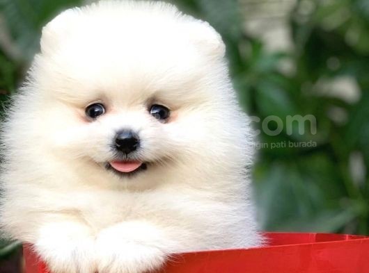 Birbirinden Güzel Safkan Teddybear Pomeranian Boo görsel
