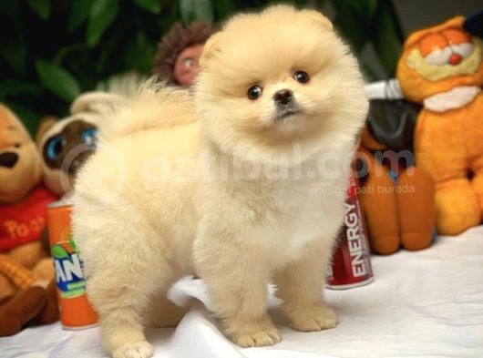 Hekimden Irk Ve Sağlık Onaylı Ayıcık Yüz Pomeranian Boo görsel