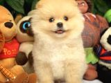 Hekimden Irk Ve Sağlık Onaylı Ayıcık Yüz Pomeranian Boo