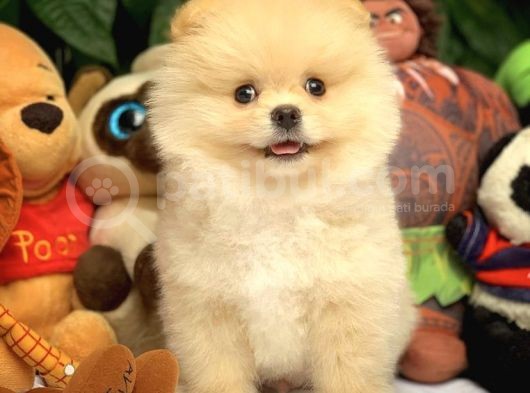 Hekimden Irk Ve Sağlık Onaylı Ayıcık Yüz Pomeranian Boo görsel