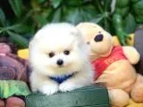 Birbirinden Güzel Safkan TeddyBear Pomeranian Boo