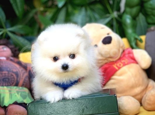 Birbirinden Güzel Safkan Teddybear Pomeranian Boo görsel