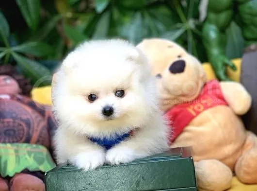 Birbirinden Güzel Safkan Teddybear Pomeranian Boo