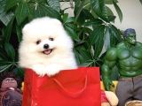 Birbirinden Güzel Safkan Teddybear Pomeranian Boo