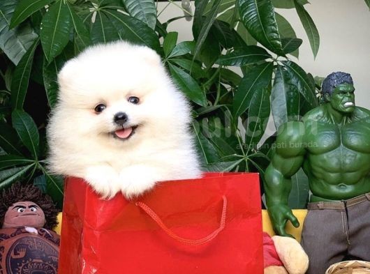 Birbirinden Güzel Safkan Teddybear Pomeranian Boo görsel