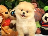 Hekimden Irk Ve Sağlık Onaylı Ayıcık Yüz Pomeranian Boo