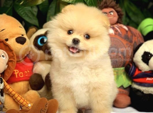 Hekimden Irk Ve Sağlık Onaylı Ayıcık Yüz Pomeranian Boo görsel