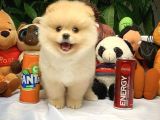 Hekimden Irk Ve Sağlık Onaylı Ayıcık Yüz Pomeranian Boo