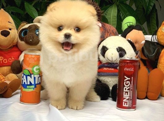 Hekimden Irk Ve Sağlık Onaylı Ayıcık Yüz Pomeranian Boo görsel
