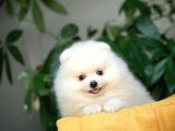 Birbirinden Güzel Safkan Teddybear Pomeranian Boo