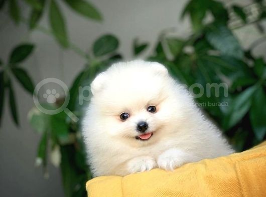 Birbirinden Güzel Safkan Teddybear Pomeranian Boo görsel
