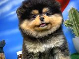 Showclass Ender Blacktan Renk Pomeranian Boo