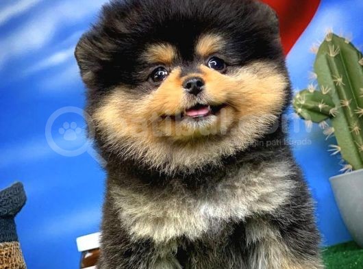 Showclass Ender Blacktan Renk Pomeranian Boo görsel