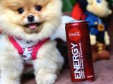 Birbirinden Güzel Sıfır Burun Ayıcık Surat Pomeranian Boo
